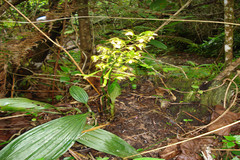 Chrysoglossum ornatum